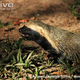 Illustration for article titled Monday Mustelid - Galictis cuja Edition